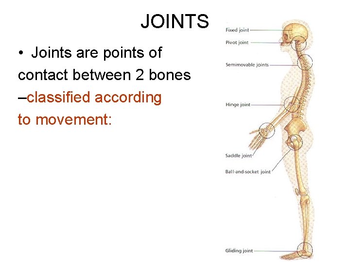 JOINTS • Joints are points of contact between 2 bones –classified according to movement:
