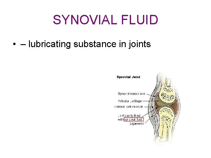 SYNOVIAL FLUID • – lubricating substance in joints 