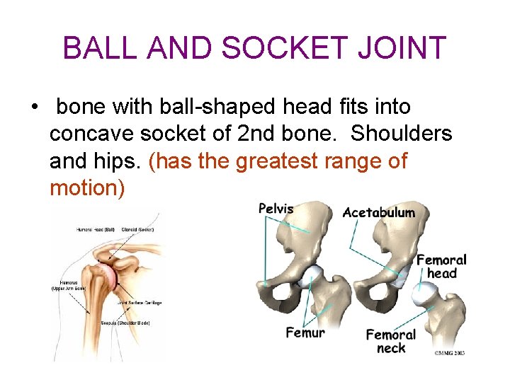 BALL AND SOCKET JOINT • bone with ball-shaped head fits into concave socket of