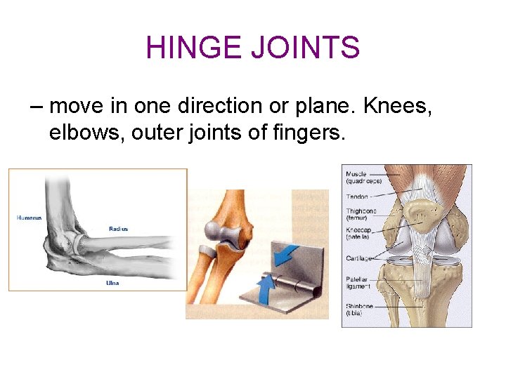 HINGE JOINTS – move in one direction or plane. Knees, elbows, outer joints of