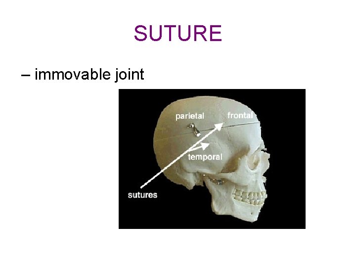 SUTURE – immovable joint 