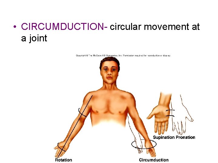  • CIRCUMDUCTION- circular movement at a joint 