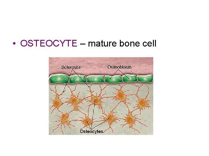  • OSTEOCYTE – mature bone cell 
