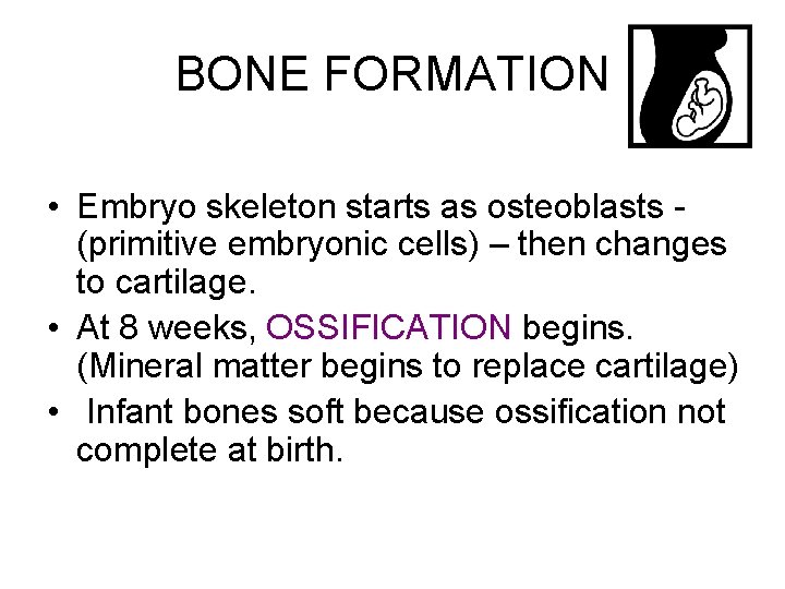 BONE FORMATION • Embryo skeleton starts as osteoblasts (primitive embryonic cells) – then changes
