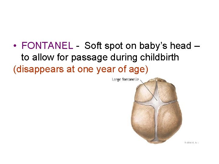  • FONTANEL - Soft spot on baby’s head – to allow for passage