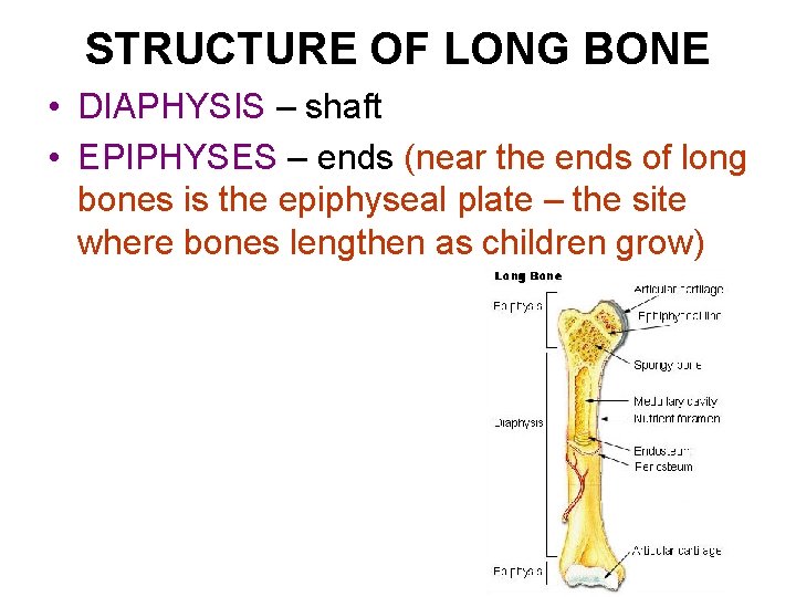 STRUCTURE OF LONG BONE • DIAPHYSIS – shaft • EPIPHYSES – ends (near the