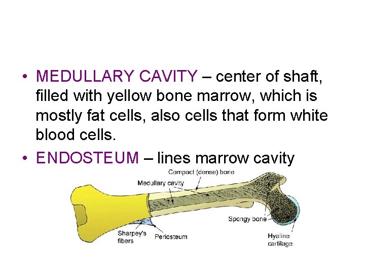  • MEDULLARY CAVITY – center of shaft, filled with yellow bone marrow, which