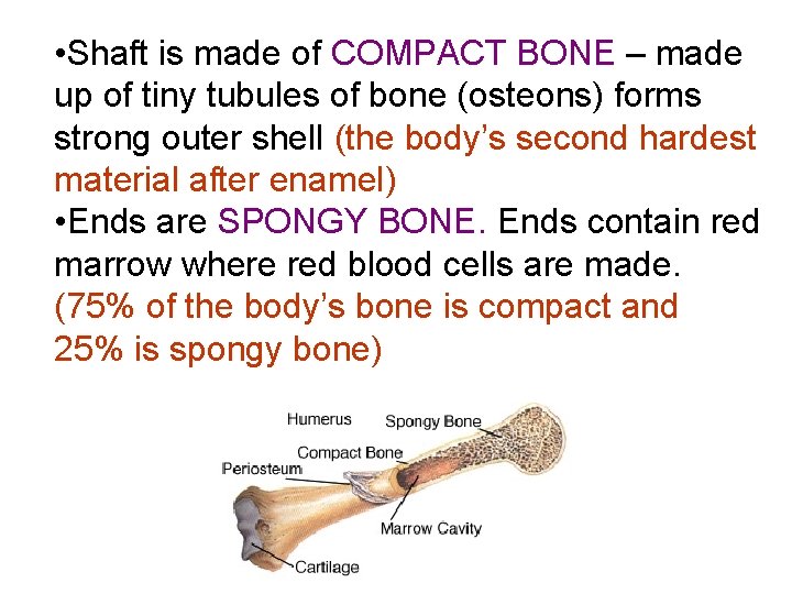  • Shaft is made of COMPACT BONE – made up of tiny tubules