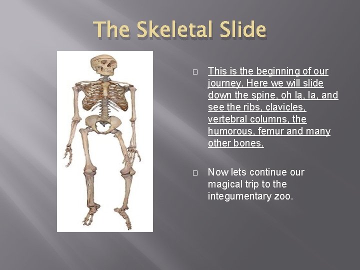 The Skeletal Slide � This is the beginning of our journey. Here we will