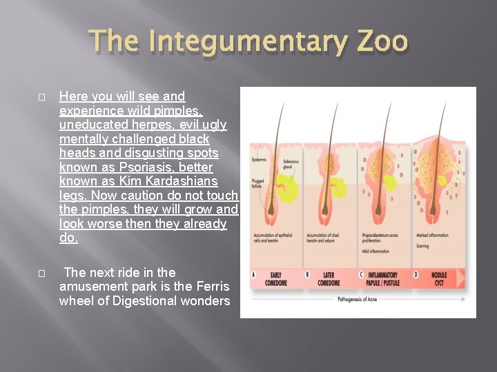 The Integumentary Zoo � Here you will see and experience wild pimples, uneducated herpes,