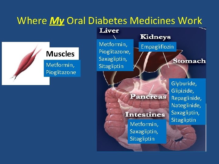 Where My Oral Diabetes Medicines Work Muscles Metformin, Pioglitazone, Saxagliptin, Sitagliptin Empagliflozin Metformin, Saxagliptin,