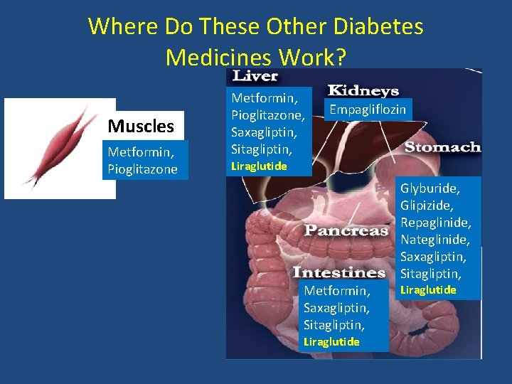 Where Do These Other Diabetes Medicines Work? Muscles Metformin, Pioglitazone, Saxagliptin, Sitagliptin, Empagliflozin Liraglutide
