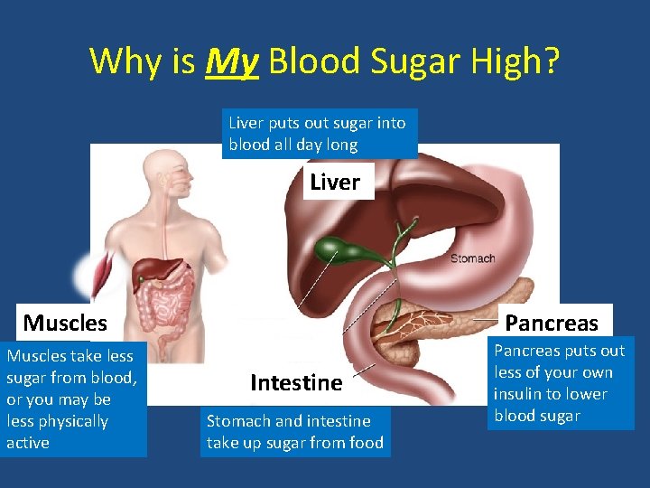 Why is My Blood Sugar High? Liver puts out sugar into blood all day