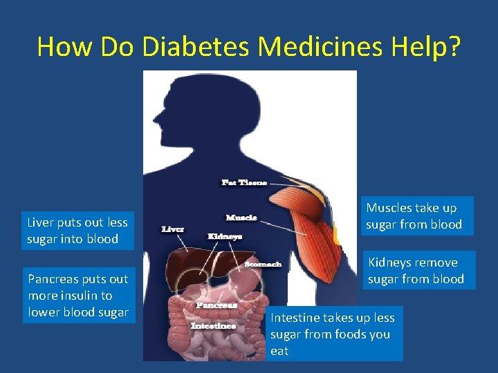 How Do Diabetes Medicines Help? Liver puts out less sugar into blood Pancreas puts