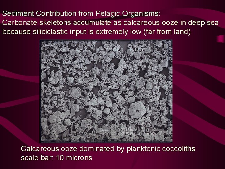 Sediment Contribution from Pelagic Organisms: Carbonate skeletons accumulate as calcareous ooze in deep sea