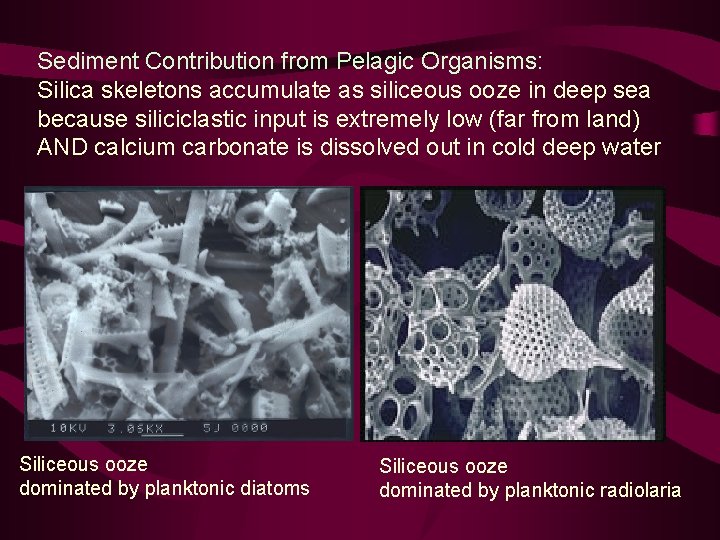 Sediment Contribution from Pelagic Organisms: Silica skeletons accumulate as siliceous ooze in deep sea