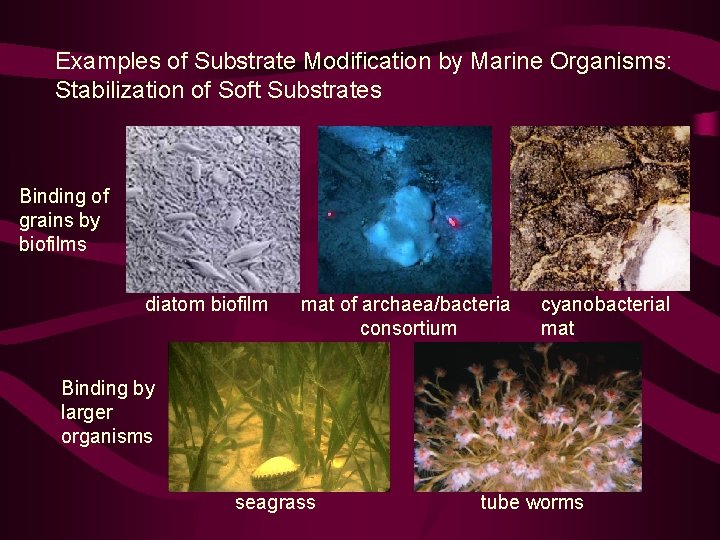 Examples of Substrate Modification by Marine Organisms: Stabilization of Soft Substrates Binding of grains