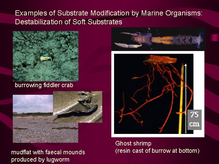 Examples of Substrate Modification by Marine Organisms: Destabilization of Soft Substrates burrowing fiddler crab