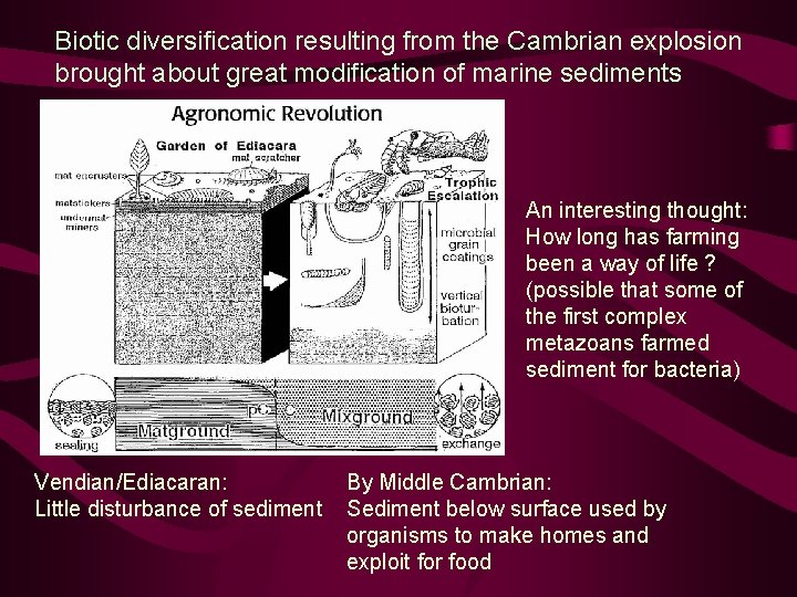 Biotic diversification resulting from the Cambrian explosion brought about great modification of marine sediments