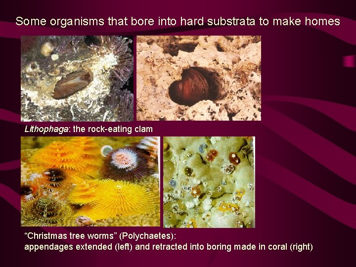 Some organisms that bore into hard substrata to make homes Lithophaga: the rock-eating clam