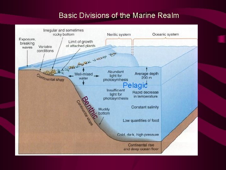 Basic Divisions of the Marine Realm Pelagic nth Be ic 