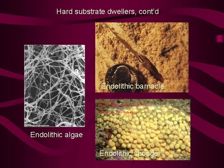 Hard substrate dwellers, cont’d Endolithic barnacle Endolithic algae Endolithic sponge 