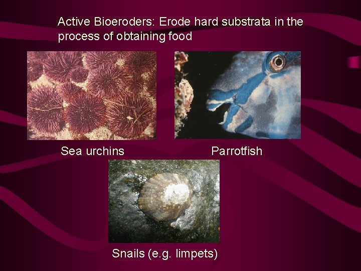 Active Bioeroders: Erode hard substrata in the process of obtaining food Sea urchins Parrotfish