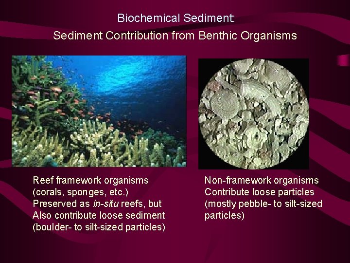 Biochemical Sediment: Sediment Contribution from Benthic Organisms Reef framework organisms (corals, sponges, etc. )