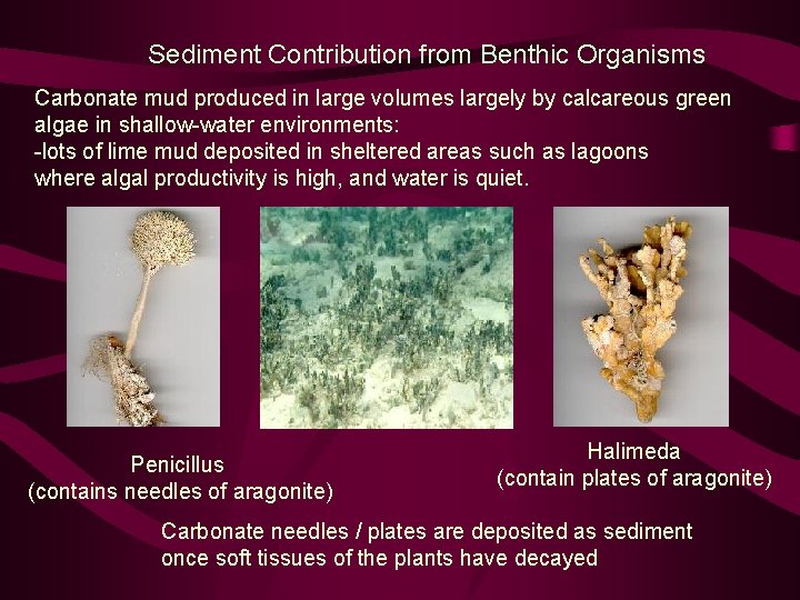 Sediment Contribution from Benthic Organisms Carbonate mud produced in large volumes largely by calcareous