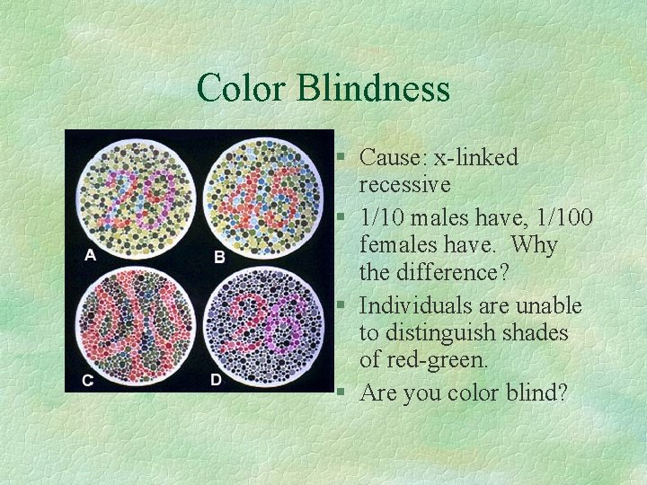 Color Blindness § Cause: x-linked recessive § 1/10 males have, 1/100 females have. Why