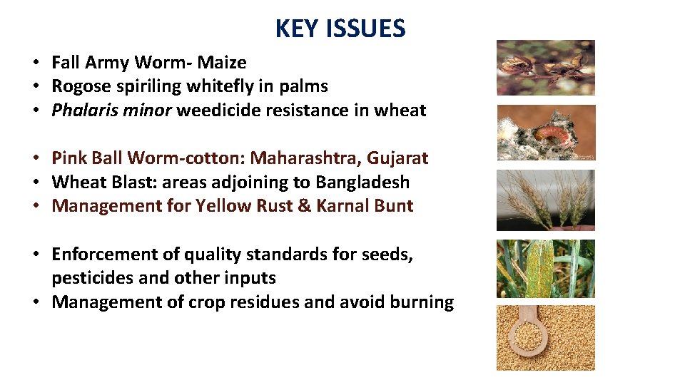 KEY ISSUES • Fall Army Worm- Maize • Rogose spiriling whitefly in palms •