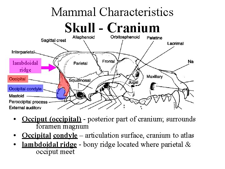 Mammal Characteristics Skull - Cranium lambdoidal ridge • Occiput (occipital) - posterior part of