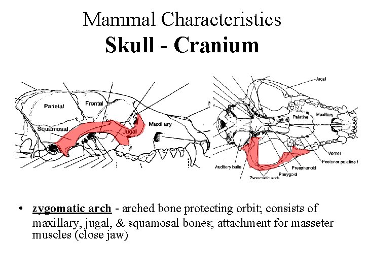 Mammal Characteristics Skull - Cranium • zygomatic arch - arched bone protecting orbit; consists