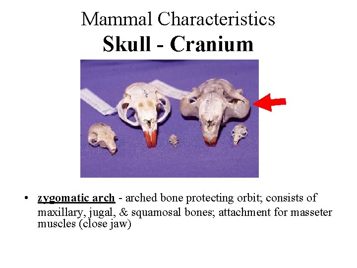 Mammal Characteristics Skull - Cranium • zygomatic arch - arched bone protecting orbit; consists