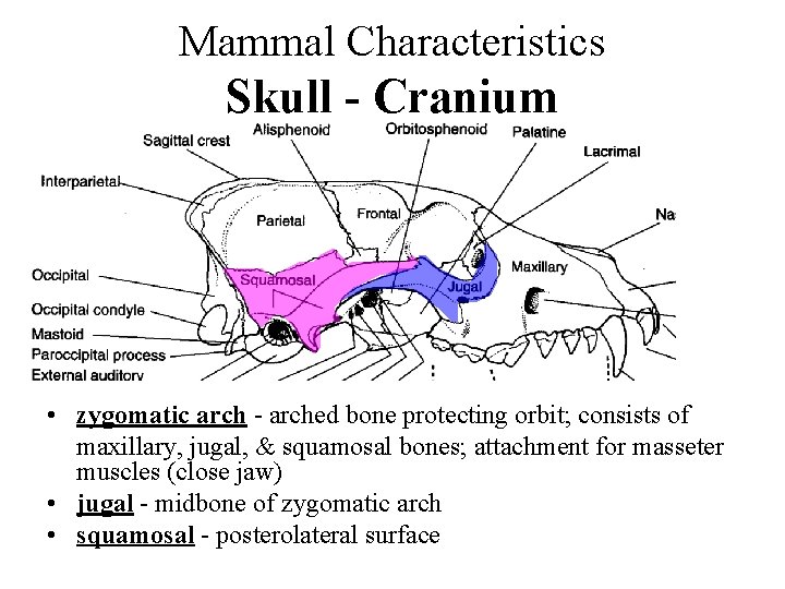 Mammal Characteristics Skull - Cranium • zygomatic arch - arched bone protecting orbit; consists