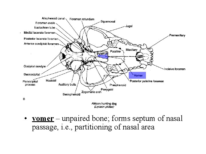  • vomer – unpaired bone; forms septum of nasal passage, i. e. ,