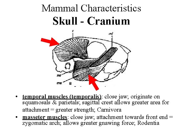 Mammal Characteristics Skull - Cranium • temporal muscles (temporalis): close jaw; originate on squamosals