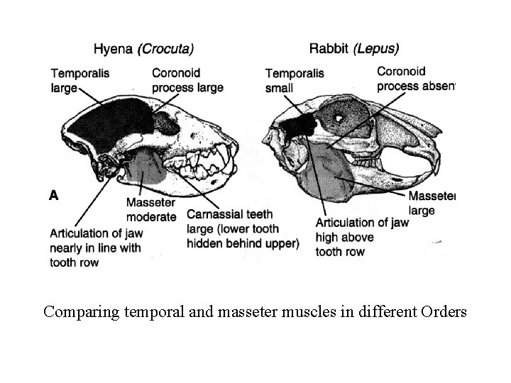 Comparing temporal and masseter muscles in different Orders 