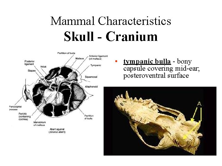 Mammal Characteristics Skull - Cranium • tympanic bulla - bony capsule covering mid-ear; posteroventral