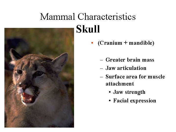 Mammal Characteristics Skull • (Cranium + mandible) – Greater brain mass – Jaw articulation