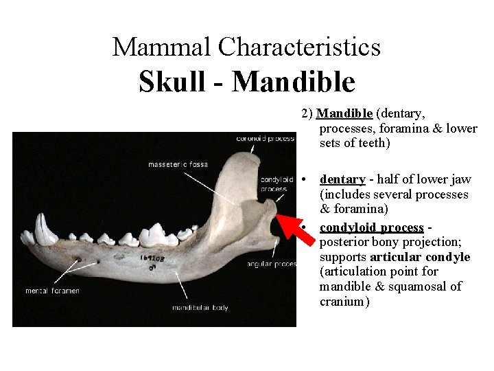 Mammal Characteristics Skull - Mandible 2) Mandible (dentary, processes, foramina & lower sets of