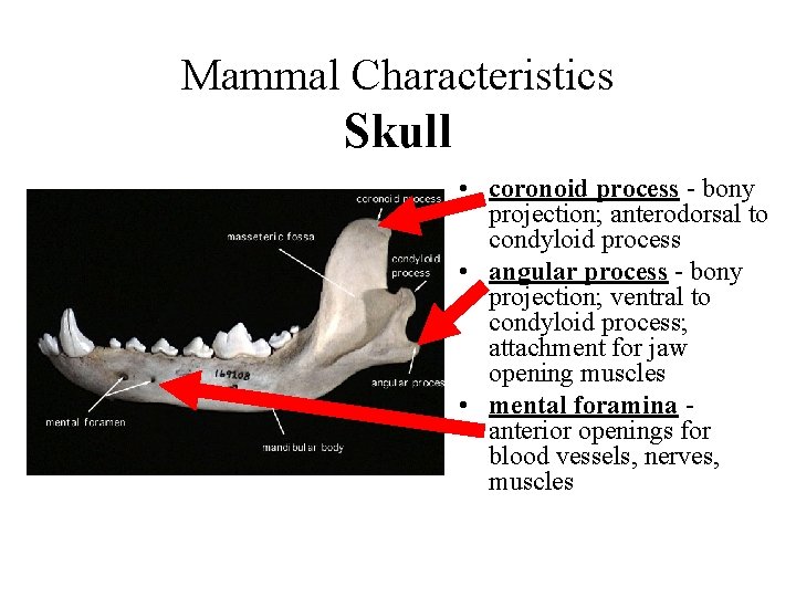 Mammal Characteristics Skull • coronoid process - bony projection; anterodorsal to condyloid process •