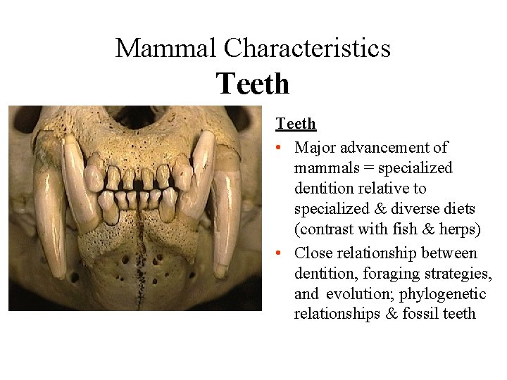 Mammal Characteristics Teeth • Major advancement of mammals = specialized dentition relative to specialized