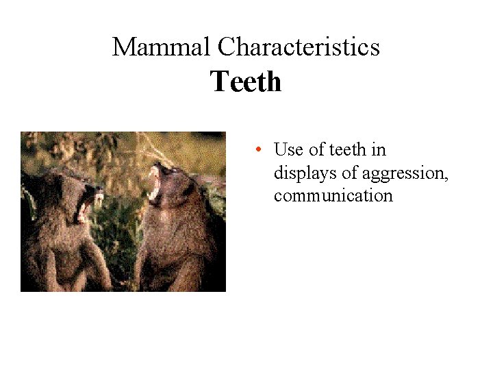 Mammal Characteristics Teeth • Use of teeth in displays of aggression, communication 