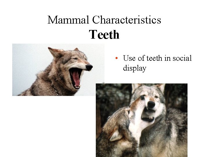 Mammal Characteristics Teeth • Use of teeth in social display 