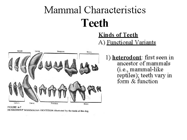 Mammal Characteristics Teeth Kinds of Teeth A) Functional Variants 1) heterodont: first seen in