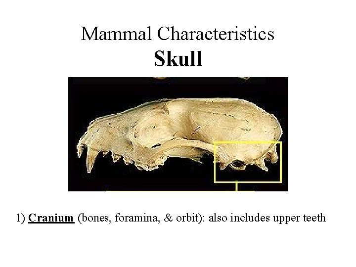 Mammal Characteristics Skull 1) Cranium (bones, foramina, & orbit): also includes upper teeth 