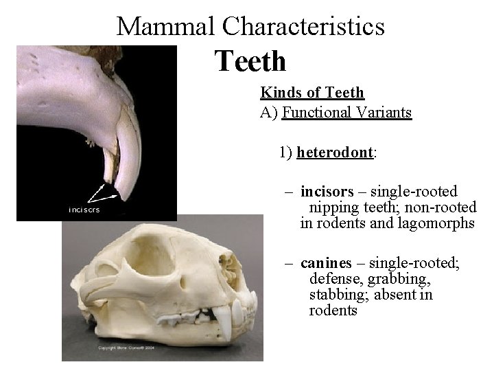 Mammal Characteristics Teeth Kinds of Teeth A) Functional Variants 1) heterodont: – incisors –