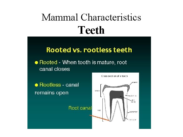 Mammal Characteristics Teeth 