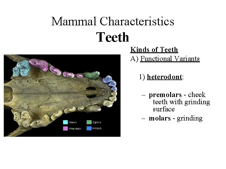Mammal Characteristics Teeth Kinds of Teeth A) Functional Variants 1) heterodont: – premolars -